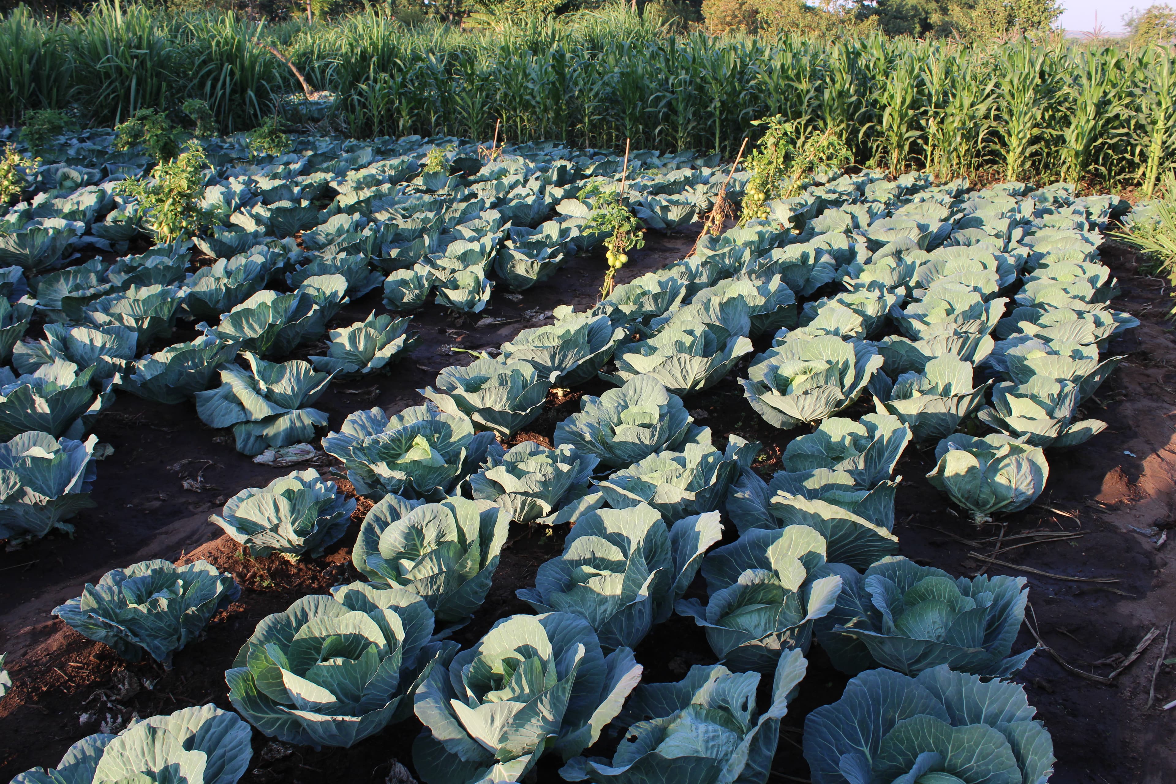 Cabbage