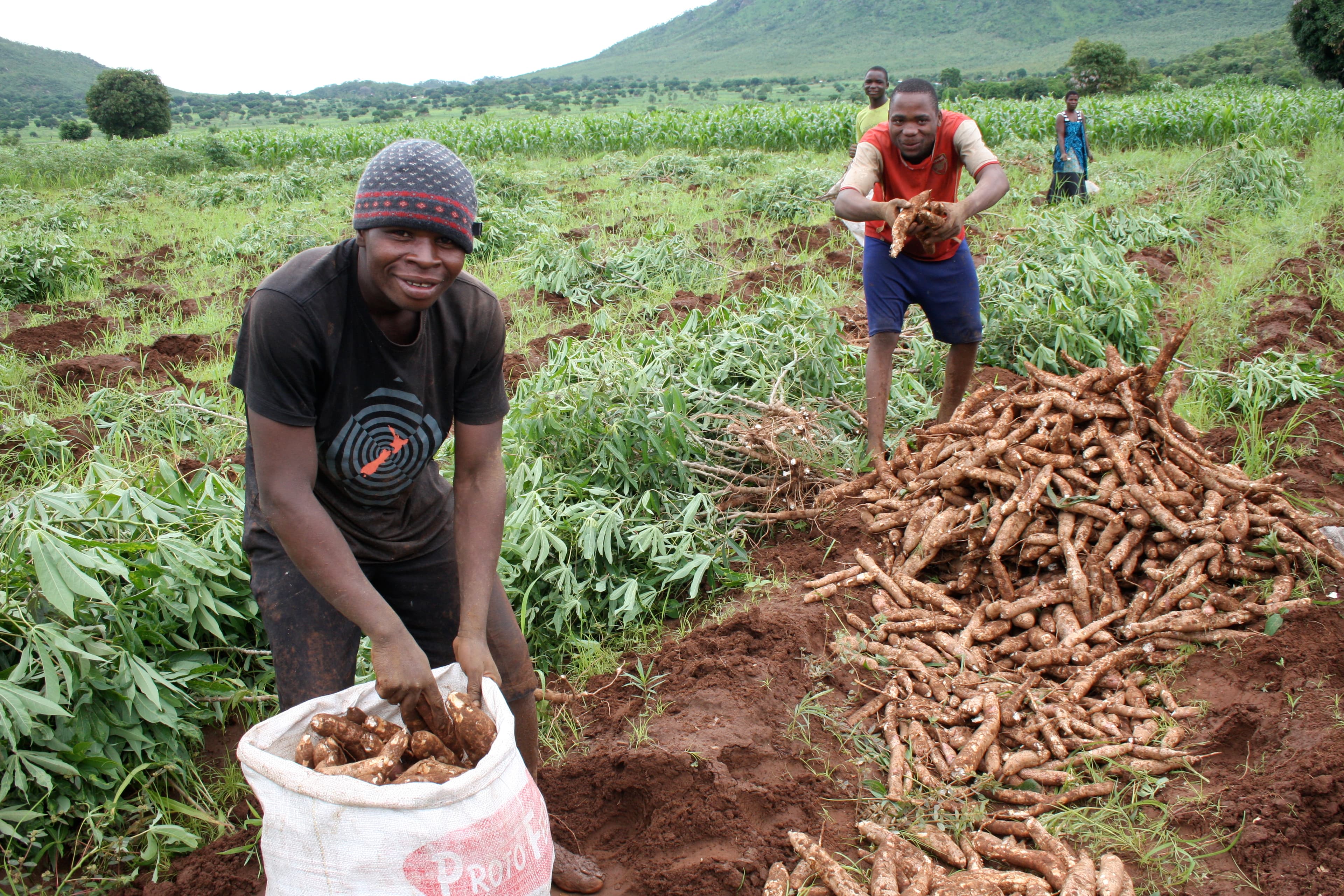 Cassava