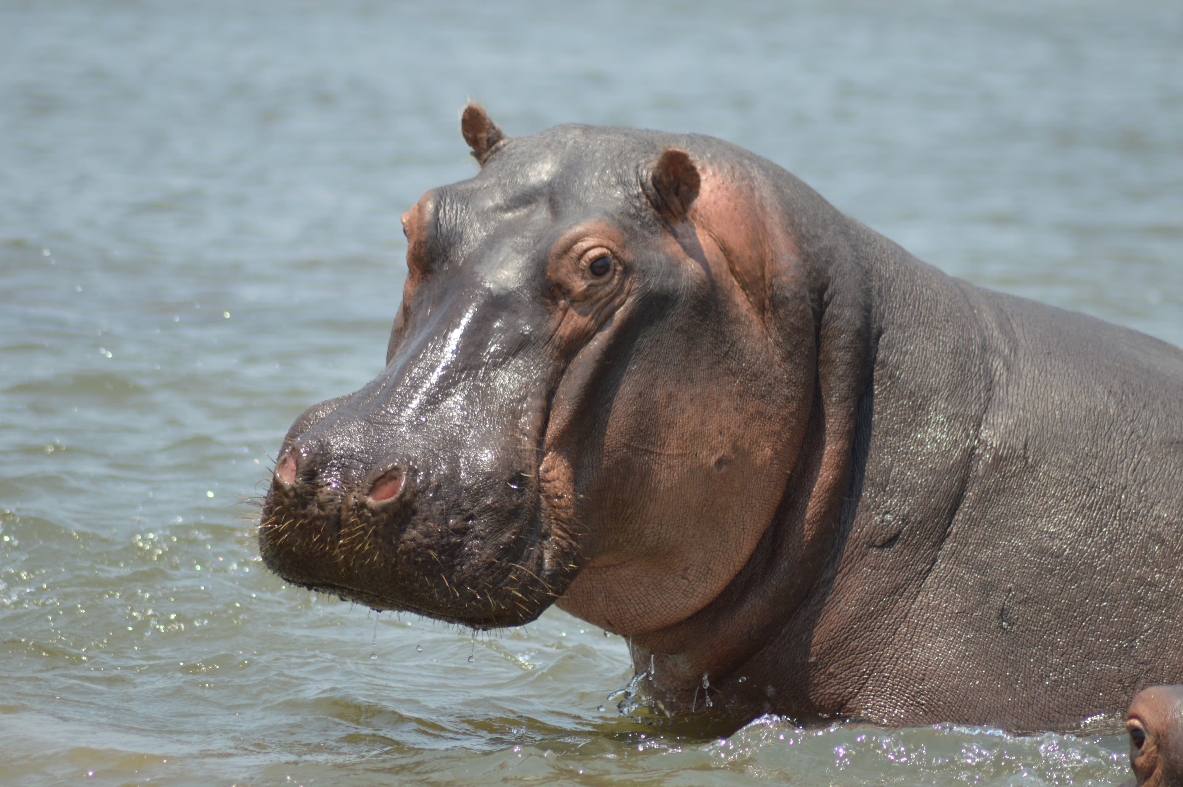Hippo