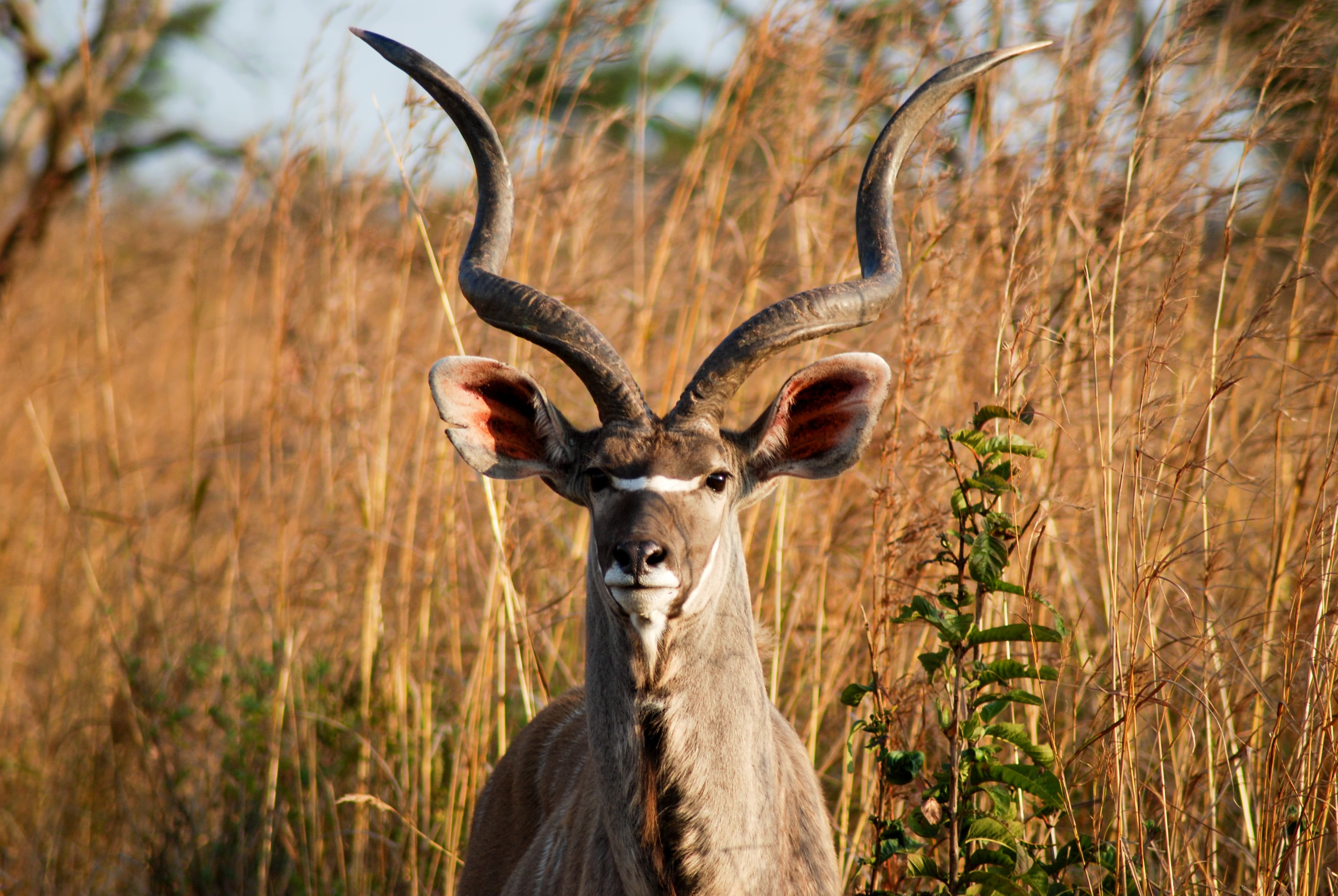 Wildlife