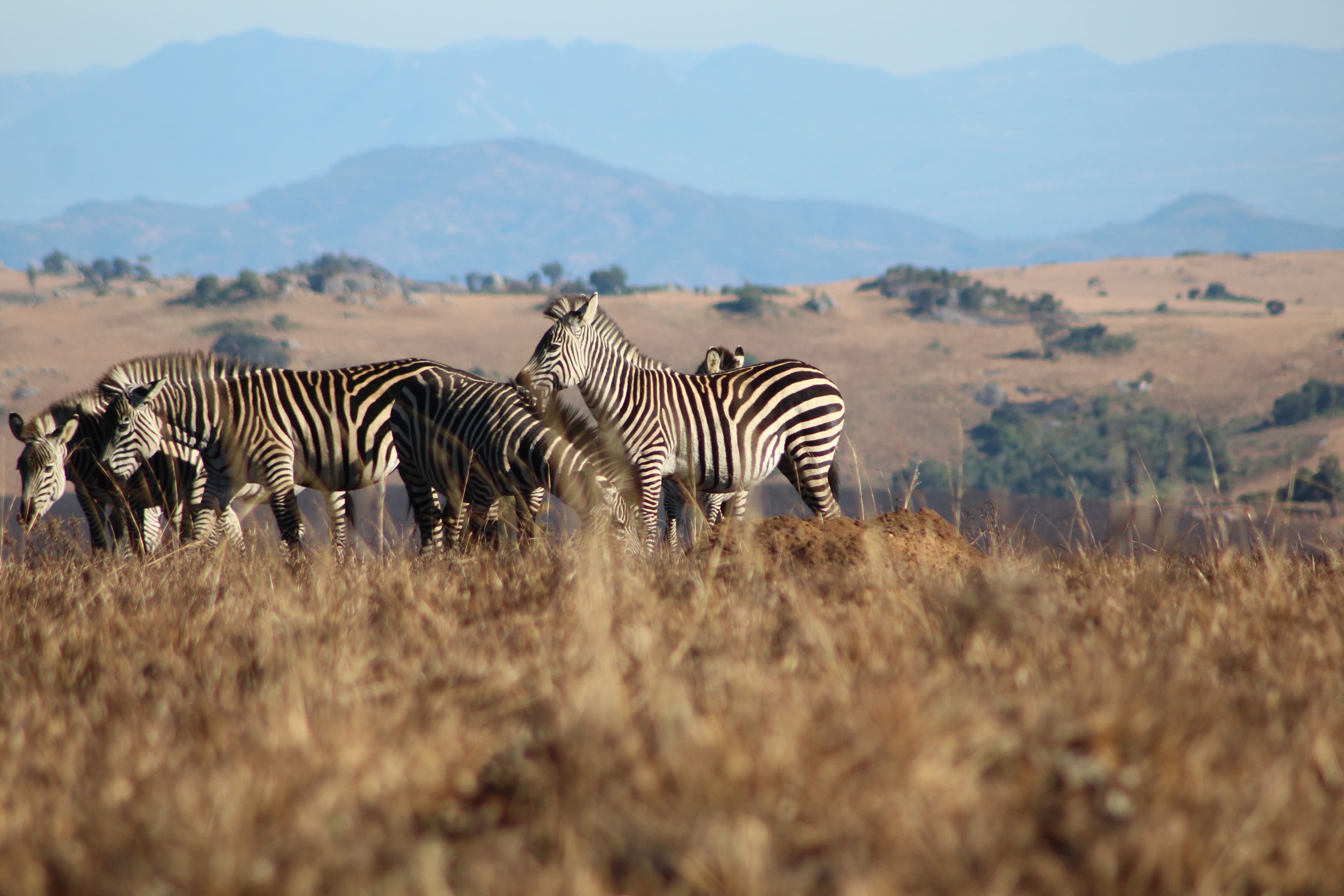 Zebra